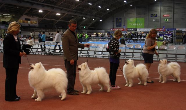 Jäähelmen kasvattajaryhmä ROP Tampereella 13.5.2012. Ryhmässä mukana J. Snow Star, J. Snow White, J. Ultra Chic ja J. Lucky Lady, kuva Pekka Linhola