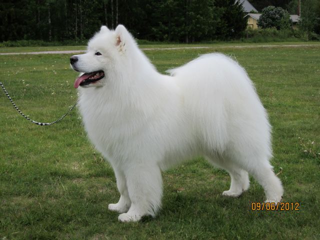 Jäähelmen Prince Of Snow, Peetu PU2 erikoisnäyttelyssä Porvoossa 8.6.2012. Kuva Tuija Varila.
