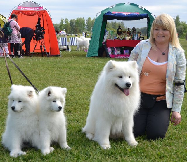 Jäähelmen Baltic Breeze, Bonzo ja Jäähelmen Baltic Pearl, Peppi erikoisnäyttelyssä isän Hõbevalge Apollo Of Webmasterin ja Angelican kanssa 8.6.2012