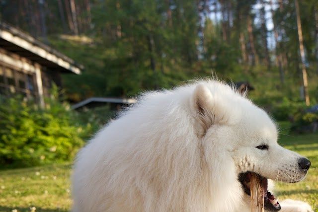 Rocky, Jäähelmen Dexter, kesällä -12. Kiitos kuvasta Iida Luukkonen, kuvaaja Olli Ek.