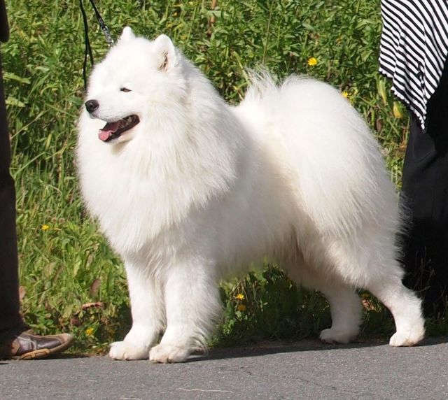 Jäähelmen Prince Albin, Maxi, uusi Suomen muotovalio Tervakoskella. Kuva Tuija Johansson.