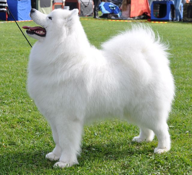Jäähelmen Princess Of Snow, Lucy, uusi Suomen muotovalio Tervakoskella. Kuva Markku Poskiparta.