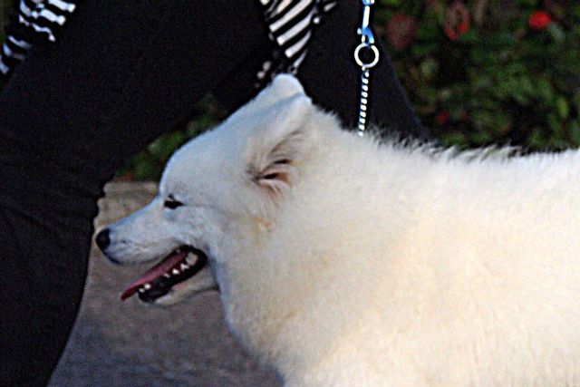 Jäähelmen Baltic Pearl, Peppi, näyttelytreeneissä elokuussa 2012. Kuva Tuija Johansson.