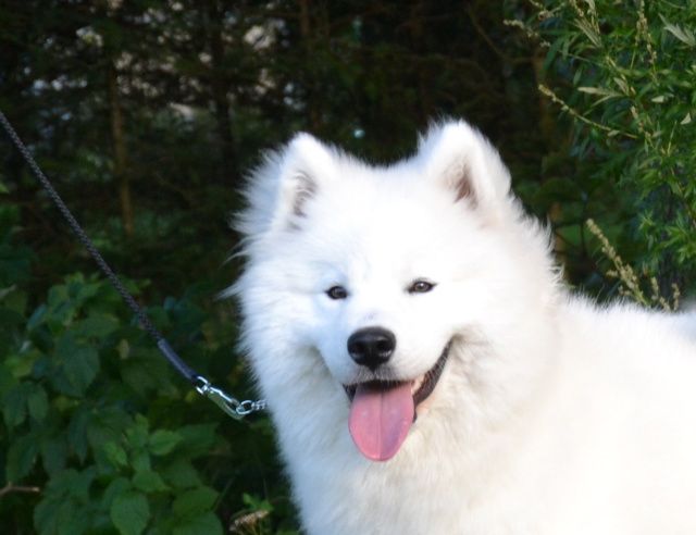 Jäähelmen White Bear, Lumo treeneissä elokuussa 2012. Ikää 7 kk.
