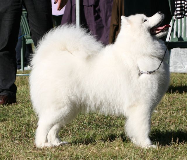 Jäähelmen Princess Of Snow PN2 Hyvinkäällä. Kuva Pauliina Tyni.