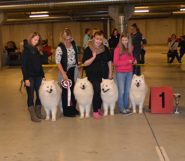 Jäähelmen kasvattajaryhmä Tuuloksessa BIS1-kasvattaja. Koirat vasemmalta J. Urban Legend, Snow Star, Lucky Boy ja Snow White.