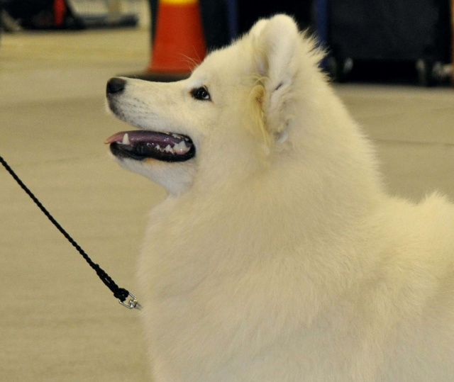 Jäähelmen Baltic Pearl, Peppi ensimmäisessä näyttelyssä Turussa 20.10.2012 VSP-pentu. Kuva Markku Poskiparta.