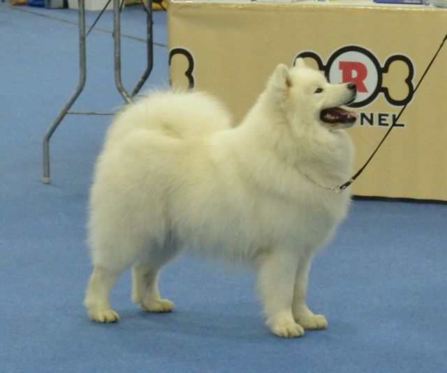 Jäähelmen Baltic Breeze, Bonzo Winnerissä 8.12.2012