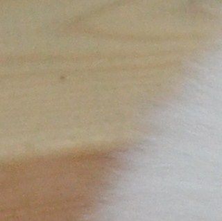 Lili ja pentu viiden päivän ikäisenä.