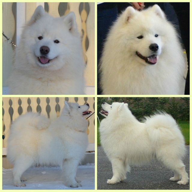 We are expecting our next litter in April 2013. Parents of this litter are Aya, Sonata Arctica Aya O'Azzis and Taro, Jäähelmen Puttin' On The Ritz.