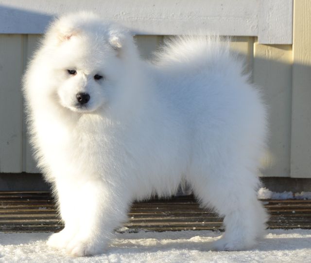 Jäähelmen One And Only two months, parents Aus Ch Sunmist Witch Enchanter and Jäähelmen Ultra Chic. 