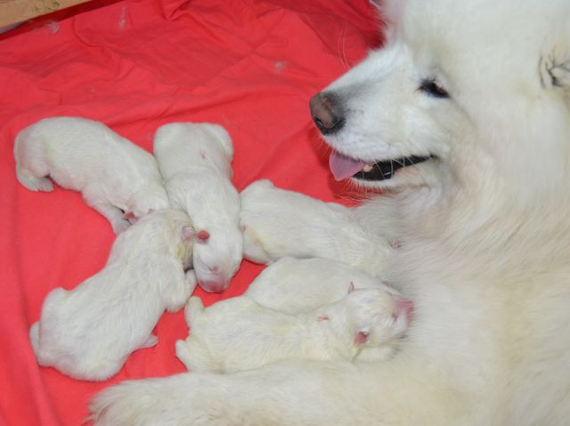 Aya ja tuoreet pennut viisi narttua ja kaksi urosta 21.4.2013, lisätietoja pentueesta ja vanhemmista alempana tällä sivulla. Aya and newborn puppies, five girls and two boys. More information: scroll down this page.