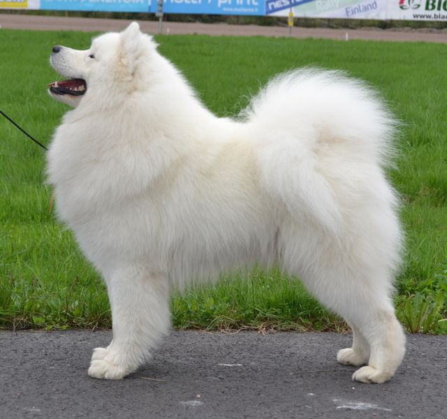 Jäähelmen Baltic Breeze, Bonzo BEST IN SHOW Lahdessa 19.5.2013