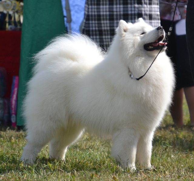 Bonzo, Jäähelmen Baltic Breeze erkkarissa 2013.