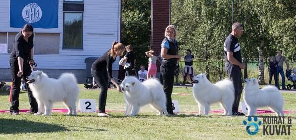 Jäähelmen kasvattajaryhmä ROP Vantaalla 8.9.2013. Koirat vasemmalta Jäähelmen Iki-Ihana, Urban Legend, Baltic Breeze ja Ultra Chic. Kuva Lana Theo.