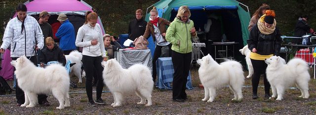 Jäähelmen kasvattajaryhmä Hyvinkäällä 22.9.2013 ROP- ja BIS2-kasvattaja. Koirat vasemmalta Jäähelmen Iki-Ihana, Urban Legend, Baltic Breeze ja LUcky Boy. Kuva Tuija Johansson.