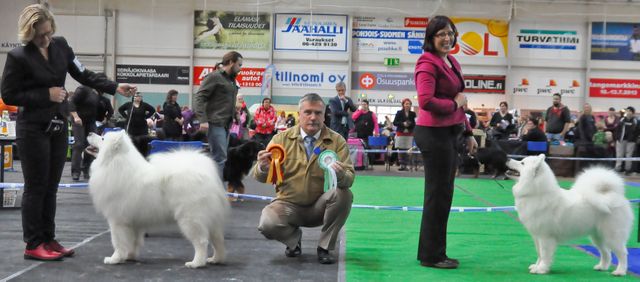 Jäähelmen Prince Of Snow ROP ja Agrarium Cute Cheerful Cherie VSP Seinäjoen KV- näyttelyssä 20.10.2013. Kuva Markku Poskiparta.