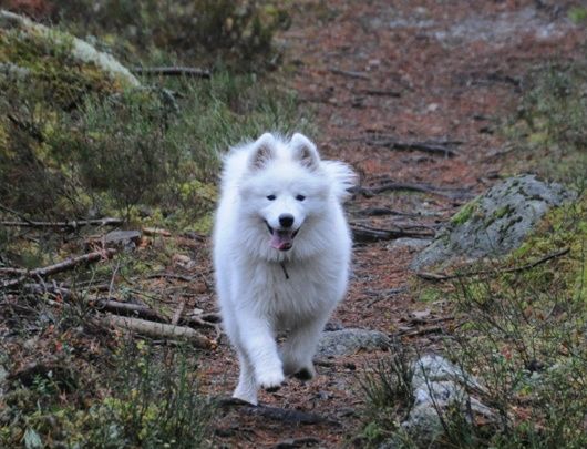 Jäähelmen All My Loving, Oona vauhdissa metsälenkillä. Kuva Ari Junnikkala.