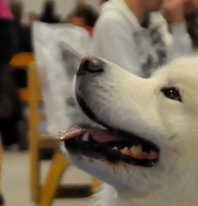 Nordic Winner 2013: Jäähelmen Prince Of Snow, Peetu. Kuva Markku Poskiparta.