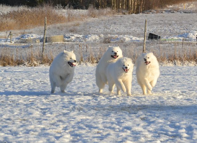 Bonzo, Rölli, Ninja ja Maikki vauhdissa!
