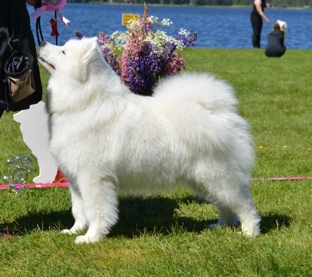 Jäähelmen White Glamour, Titta avo eri1 SA erikoisnäyttelyssä.