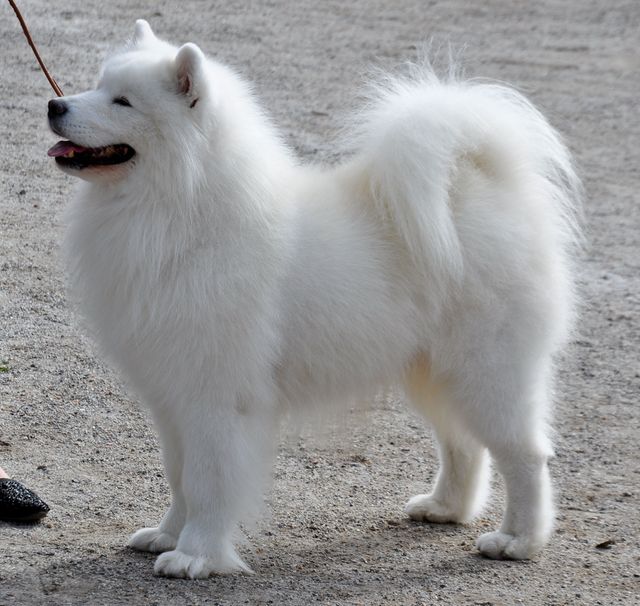 Jäähelmen Lucky Boy, Bondy Raisiossa. Kuva Markku Poskiparta.