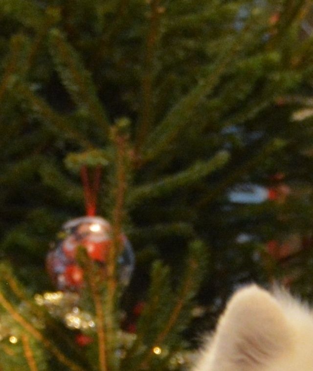 Vanhin poikamme, Niko ja Bonzo jouluna 2014.