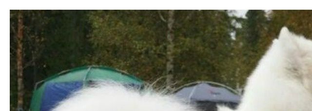 Tulevan pentueen vanhemmat: emä: Arttulan Xtreme Hot, isäehdokkaat: Jäähelmen Prince Of Snow ja Jäähelmen Baltic Breeze. Kuvat: Minna Välkky, Markku Poskiparta ja Teemu Hiltunen.