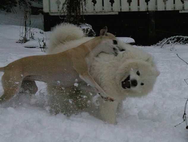 Halla saa kyytiä. Kuva Jaana Porkka.
