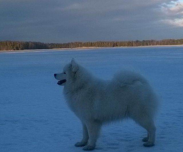 Jäähelmen Easy Dream, Maikki meren jäällä talvella 2015. Kuva Kaisa Pekola.