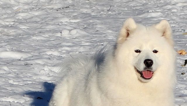 Peppi kevätauringossa, kuva Sonja Jalkanen.