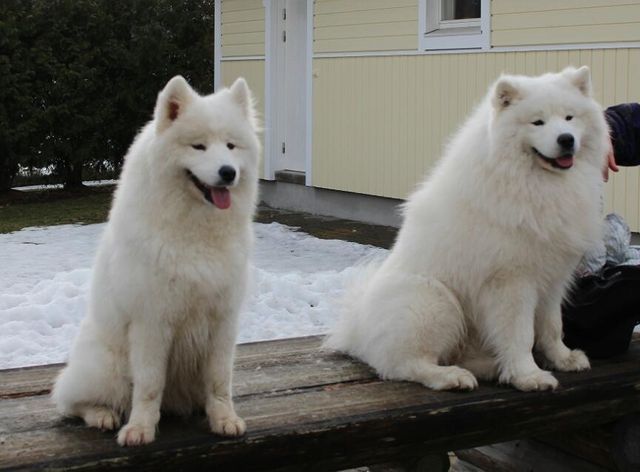 Sisko ja veli eli Peppi ja Bonzo meillä talvella 2015.