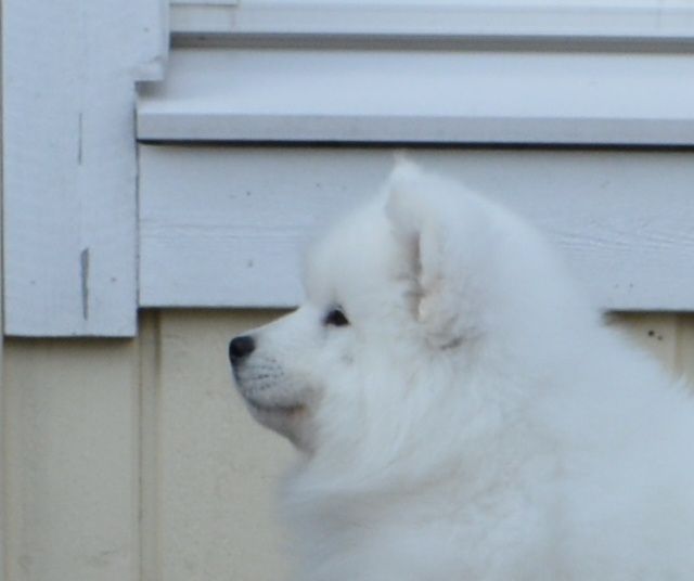 Merkitön poika treenaa seisomista ja hyvinhän tuo jo sujuukin :).