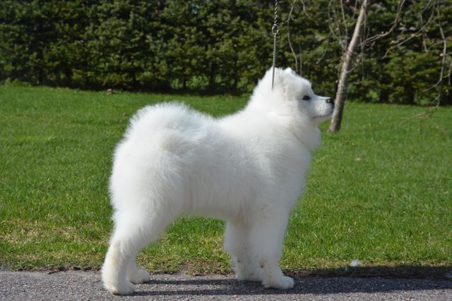 Saku 3,5kk.