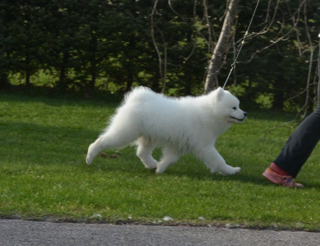 Saku vauhdissa.