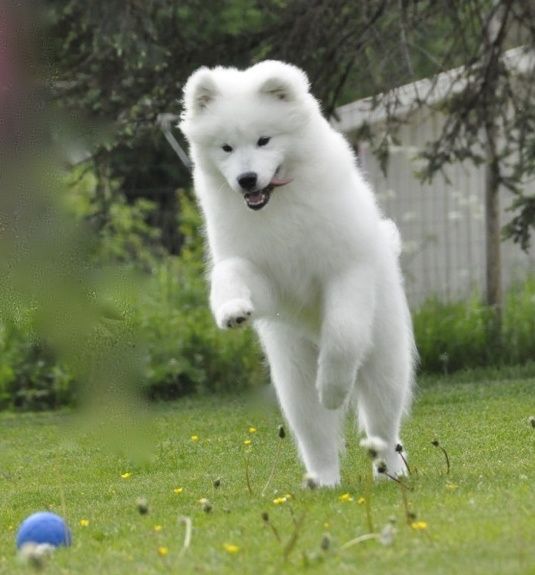 Severi pallon perässä. Kuva Helena Tuomaala. 