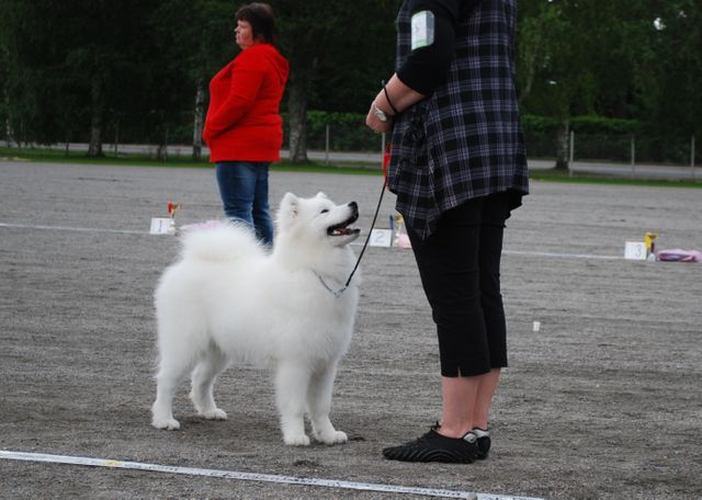 Severi mätsärissä. Kuva Jouni Tuomaala.