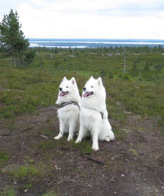 Oona, Jäähelmen All My Loving ja Usva Kuusamossa lomailemassa kesällä 2015. Kuva Anne Junnikkala.