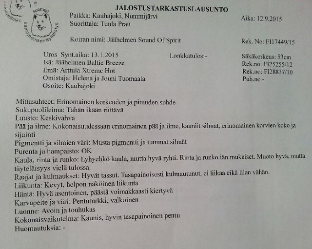 Jäähelmen Sound Of Spirit, Severi, kävi jalostustarkastuksessa 12.9.2015 päivää vaille 8 kk:n ikäisenä.