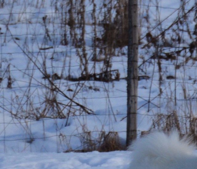 Pirteä Peppi viimeisillään.