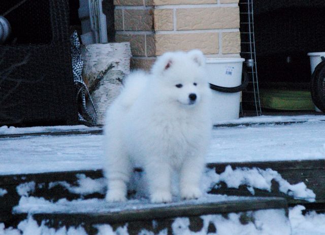 Fifi ryhdikkäänä. Kuva Jaana Porkka.