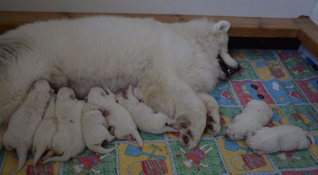 Maitobaarissa alkaa olla ruuhkaa ja pennut syövätkin usein kahdessa erässä. 6-päiväiset pennut aterialla.