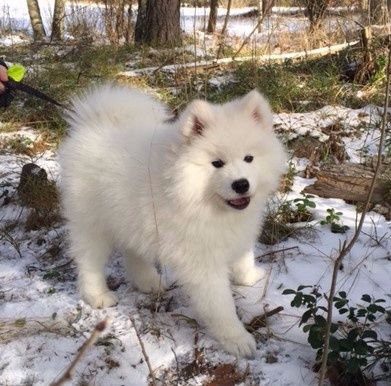 Halo, Jäähelmen Special Xmas Gift metsässä. Kuva Piia Saaristo.