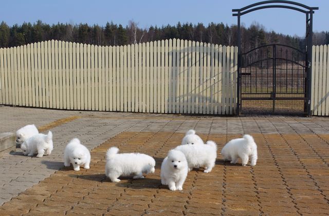 Pennut ekaa kertaa laatoilla, alkuihmetyksen jälkeen lähtivät kaikki juoksemaan ja touhuamaan reippaasti.