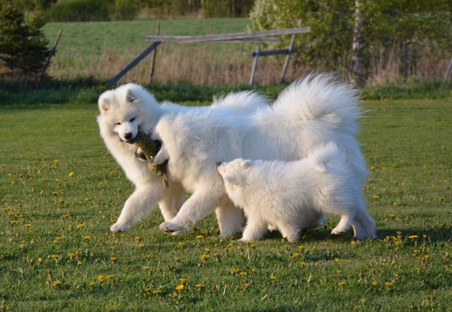 Onni, Miisa ja Nana kisaamassa lelusta. Nana roikkuu Miisassa, kun ei saa lelusta kiinni :).