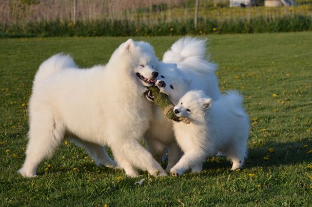 Onni, Miisa ja Nana lelun kimpussa. Nana pärjää hyvin isompien leikeissä.