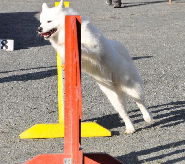 Oona agility-treeneissä. Kuva Ari Junnikkala.