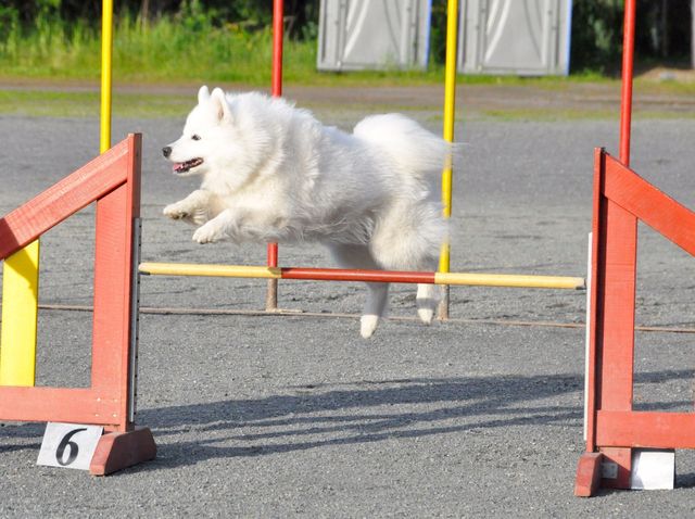 Oona vauhdissa. Kuva Ari Junnikkala.