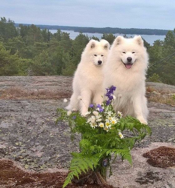 Hyvää kesää kaikille lukijoille! Toivottaa: Jäähelmen lauma. Kuvassa Onni ja Bonzo juhannuksena mökkikalliolla!