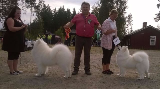 Jäähelmen Windy Night Whisper, Halla VSP Ruovedellä, Fun Sam Taianomainen Tuutti ROP. Kuva Jaana Porkka